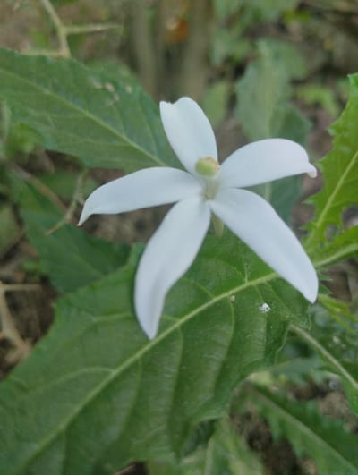 This is a close-up, vertical, outdoor photograph of a single white flower with five petals. The flower is centrally located and in focus, with its petals spread open. At the center of the flower, a small, pale green stamen is visible. The flower is surrounded by large, green leaves, which are also in focus. The background is blurred and consists of more greenery, suggesting a natural, possibly garden or forest setting. There are no people, animals, or man-made structures visible in the image. The lighting appears to be natural daylight. The image does not contain any information about its location in Luengbaro, Indonesia.
