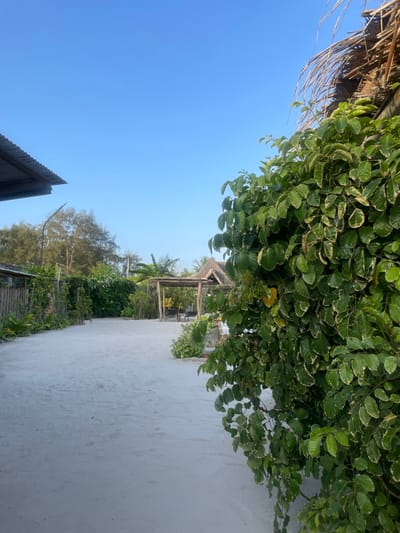 This media file captures a bright, sunny daytime scene in Kiwengwa, Tanzania, depicting a sandy pathway leading through a tropical environment towards a rustic structure.
The composition is dominated by a clear, vibrant blue sky filling the upper left half of the frame. Overhanging from the top right and center are abundant clusters of lush green foliage, characterized by dense leaves, some showing variegation with lighter edges. Dry, straw-like palm fronds are visible at the top left, suggesting a thatched roof or natural palm canopy.
A wide, light-colored path, likely sand, extends from the right side of the image, gently curving towards the center. This path leads to a charming, open-sided building in the mid-ground, constructed with a traditional thatched roof supported by sturdy wooden posts. Inside this structure, glimpses of dark-colored furniture, possibly chairs, can be seen.
The pathway and the structure are flanked by a variety of tropical trees and bushes, contributing to the verdant landscape. In the distance, more palm trees are visible, reinforcing the tropical setting. A portion of a corrugated metal roof of another simple building is visible in the bottom left corner of the frame.
There are no people or discernible text in the image. The bright, even illumination and clear blue sky indicate it is daytime, likely morning or early afternoon, under pleasant weather conditions. The scene conveys a peaceful, resort-like, or beach village atmosphere.