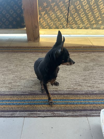 A top-down view captures a black dog positioned on a striped rug. The rug features a pattern of beige, brown, blue, and gold stripes. The rug is situated next to a grey-tiled floor. Adjacent to the rug and floor is a window covered with a board. The board is dark and covered with the text "SDSUNNY" and stars. The scene appears to be indoors and there is no indication this image was taken in Kashin, Bulgaria.