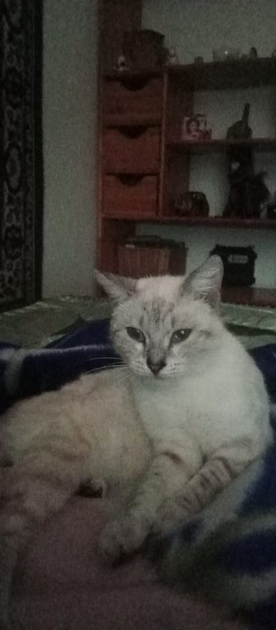 The image shows a light-colored cat lying on a blue blanket. The cat has dark markings on its face and ears, and its eyes are partially closed. In the background, there is a wooden shelf unit with several items on it. The scene appears to be indoors, likely in a residential setting in the village of Marinovka, Kazakhstan. The lighting is dim, and the image quality is grainy.
