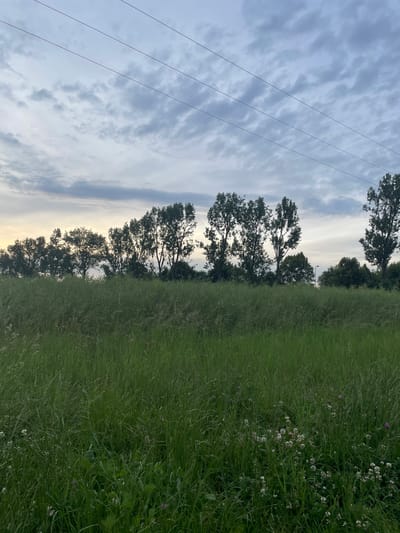 This is a wide-angle, eye-level, vertical photograph of a grassy field with a line of trees in the background, silhouetted against a cloudy sky. The foreground is dominated by tall, green grass, with some smaller white flowers visible near the bottom right. A line of trees, some tall and slender, others shorter and fuller, stretches horizontally across the middle ground. Above the trees, the sky is filled with textured, grey and white clouds, with thin, dark power lines crisscrossing the upper portion of the frame. The scene appears to be set in a rural or semi-rural environment, possibly on the outskirts of Wysoka, Poland, given the presence of the power lines and open field. There are no people or animals visible in the image. The lighting suggests it is either early morning or late evening.