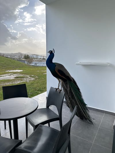 A peacock is perched on the back of a black chair on a patio. The patio has dark gray tile flooring and is enclosed by a white wall and ceiling. Outside the patio is a view of Faliraki, Greece, including buildings, green space, mountains, and a cloudy sky.