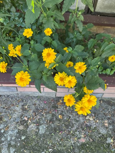 In an outdoor setting, likely a garden or flowerbed along a building's foundation, a cluster of bright yellow flowers with distinct, ray-like petals is in full bloom. The flowers, some with visible brown centers, are interspersed with lush green foliage. A low, reddish-brown brick border separates the flowerbed from a grey, gritty ground surface covered with scattered dry leaves and small green shoots. In the background, a portion of a building with a tiled or brick facade and a dark horizontal element, possibly a window or ledge, is visible. The scene appears to be a naturalistic setting, possibly within the city of Temryuk, Russia, given the context. No people or animals are present, and no specific actions are depicted. The image captures a still moment of nature against an urban architectural backdrop.