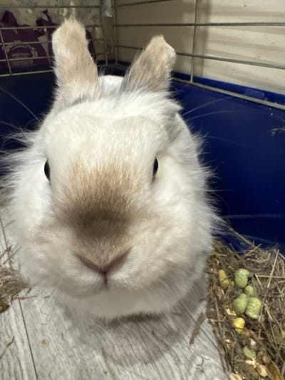 A close-up, eye-level shot shows the face of a light-colored rabbit with prominent ears and a fluffy mane. The rabbit's nose is twitching slightly, and its eyes are dark and alert. The background is out of focus, but appears to be a cage with a blue base and wire bars. To the right of the rabbit is a nest of hay with a few green and yellow pellets scattered within. The flooring beneath the rabbit is light gray and appears to be made of wood planks. No individuals or activities other than the rabbit are visible. The location is not discernible from the image.