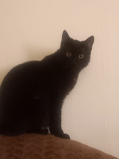 A black cat with yellow eyes sits on a brown, textured surface, possibly a piece of furniture, against a plain, cream-colored wall. The cat is facing towards the right side of the frame, with its body angled slightly away from the viewer. Its ears are pointed upwards, and its gaze is directed forward. The lighting in the scene is dim, casting shadows and making the cat's fur appear very dark. The background is a smooth, unadorned wall with a subtle texture. The overall impression is a close-up portrait of a domestic cat in an indoor setting. This scene is not a specific location within the city of Талапкер, Kazakhstan, but rather a generic indoor environment.