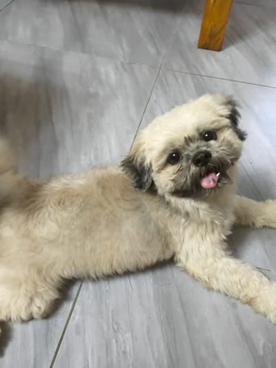 A small, fluffy, light-colored dog with darker markings on its ears and face lies on a light gray tiled floor. The dog's tongue is sticking out, and it appears to be panting or in a relaxed state. Its eyes are dark and round, looking towards the viewer. The floor tiles have a wood-grain pattern. In the background, a portion of a wooden table leg, which is yellowish-brown, is visible. The lighting suggests it is daytime. The setting appears to be indoors, likely a home environment. There is no visible text in the image.