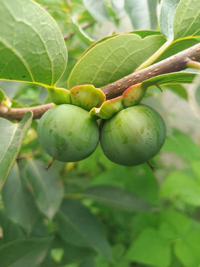 A close-up, eye-level, vertical shot focuses on two unripe, green persimmons hanging from a branch. The persimmons are round and smooth, with the calyx still attached to the top of each. One persimmon is slightly larger and positioned to the left, while the other is to the right and slightly behind. A thin, brown branch extends diagonally across the frame from the upper right. Green leaves, some with visible veins and slightly serrated edges, surround the fruit and branch, with some leaves appearing out of focus in the background, creating a soft bokeh effect. The overall lighting is natural and diffused, suggesting an outdoor setting in Solonytsivka, Ukraine.