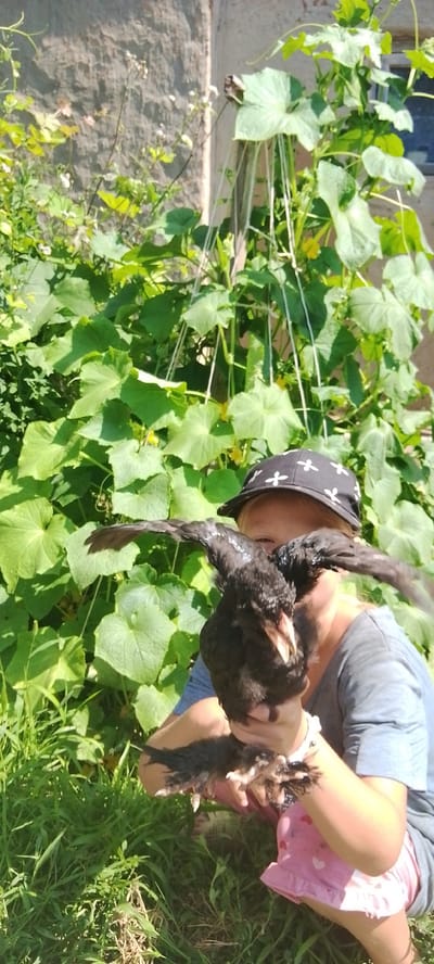 A person is holding a black chicken in front of a wall covered in green plants. The person is wearing a black hat with white crosses and a grey shirt, and pink shorts. The chicken has its wings spread out. The background consists of a stone wall and lush green foliage from what appears to be a garden. The lighting suggests it is daytime.