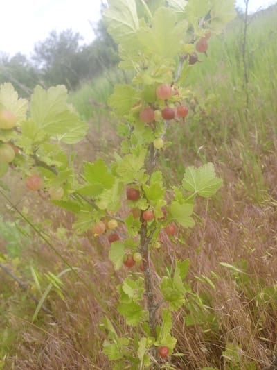 A close-up, slightly out-of-focus shot captures a gooseberry bush laden with ripe fruit in a field. The bush's branches are adorned with clusters of green, yellow, and reddish-brown berries, some still attached to their stems, alongside vibrant green, lobed leaves. The background consists of dry, brown grass and some greenery, suggesting a rural or wild setting. The location is identified as the city of Myrne, Ukraine.