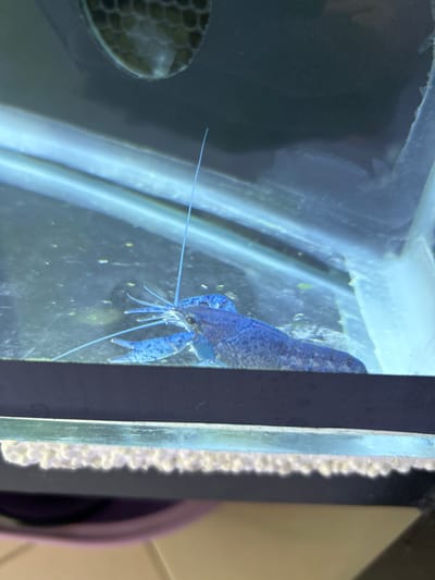 An image shows a close-up of a blue crayfish with long antennae partially submerged in water inside an aquarium. The crayfish is positioned horizontally, with its head facing towards the left side of the frame. Its body is segmented and covered in a textured, blue shell with darker speckles. Two prominent, long, thin antennae extend forward from its head. The background of the aquarium is dark and blurry, with some faint green algae visible on the glass. The bottom edge of the image shows a light-colored substrate, possibly gravel or beads, within the aquarium. The lighting appears to be artificial, casting a bluish tint over the scene. The image was taken in Dehiwala, Sri Lanka.