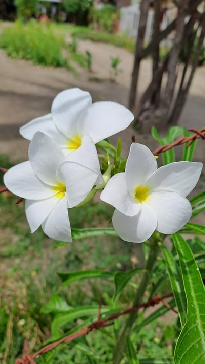 This image depicts a cluster of three white plumeria flowers with yellow centers, set against a blurred background. The flowers are in sharp focus, showcasing their delicate petals and vibrant hues. In the foreground, a section of rusty barbed wire is visible, partially obscuring some of the green leaves of the plumeria plant. The background is an out-of-focus depiction of a natural setting, possibly a rural area or the outskirts of a city, with dirt ground, green vegetation, and hints of wooden structures. The location is specified as Lhokaweawe, Indonesia, suggesting an outdoor environment in this Indonesian city. There are no people or specific actions captured in the image.