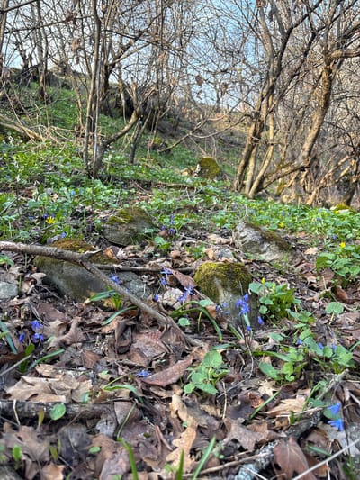 The scene depicts a natural, gently sloping hillside located in Gudemnis, Armenia, illuminated by natural daylight. The foreground consists of a dense layer of brown, fallen deciduous leaves, interspersed with patches of green herbaceous ground cover. Numerous small, blue, star-shaped flowers and several clusters of small yellow flowers are present among the foliage. Multiple irregular stones and rocks, some covered with green moss, are embedded in the terrain. Dead branches and twigs are scattered across the ground. The midground and background feature a dense growth of leafless deciduous trees with bare branches extending upwards towards a clear sky. Sparse green vegetation continues to grow on the ascending slope between the tree trunks. No human subjects, animals, or man-made objects are visible.