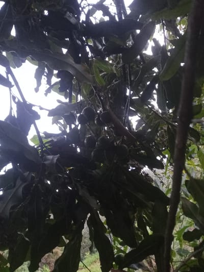 The image depicts an upward-angled view into the canopy of a fruit-bearing tree in Kiangochi, Kenya. Dense, dark green foliage with broad leaves occupies the majority of the frame, partially silhouetted against a bright, overcast sky visible through gaps in the canopy. Clusters of light green, spherical fruits, consistent with macadamia nuts, are visible hanging from branches in the central and right portions of the image. Some lighter green vegetation is discernible in the lower and far-right background. No individuals or specific actions are observed within the scene.
