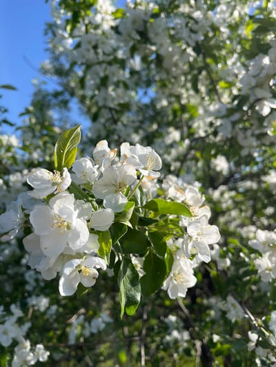 This close-up image showcases a cluster of delicate white blossoms on a tree, likely an apple or crabapple, set against a blurred background of more flowers, green leaves, and a clear blue sky. The main subjects are the several white flowers in sharp focus, revealing their petals and prominent yellow stamens. Fresh green leaves accompany the blossoms, with some displaying slight imperfections or varying shades of green.
The background features numerous out-of-focus white flowers and green foliage, creating a soft, ethereal bokeh effect that highlights the crisp details of the foreground. A vibrant, deep blue sky is visible in the lower-left portion of the frame, peeking through the branches. The bright, natural illumination suggests it is daytime, under fair and sunny weather conditions. There are no visible people or discernible activities taking place, emphasizing the serene beauty of nature in bloom. The scene evokes a feeling of freshness, spring, and natural tranquility. No text is visible in the image. The location context is Зыково, Russia.