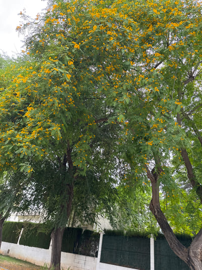 The image depicts a residential street scene in Benirredrà, Spain, featuring several large trees with lush green foliage and abundant small yellow flowers. One prominent tree in the foreground is in full bloom, its branches heavily laden with bright yellow blossoms. Behind it, other trees with similar characteristics are visible, along with a white brick wall topped by a dark green hedge and fencing. A white building with a tiled roof is partially visible behind the hedge. The overall impression is of a serene, tree-lined urban environment during a period of flowering.