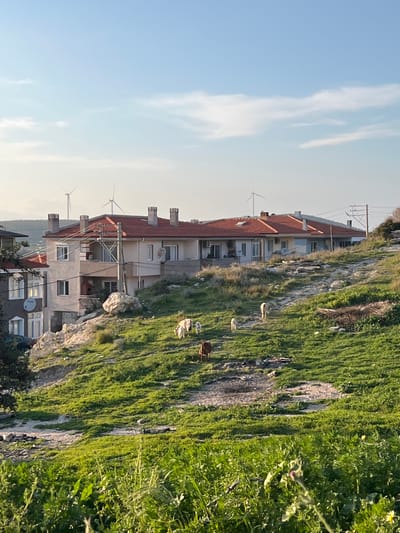 This image depicts a residential hillside in Çeşme, Turkey, illuminated by natural light under a partly cloudy blue sky. In the midground, a row of interconnected, light-beige residential buildings with terracotta tiled roofs and multiple chimneys extends across the slope. These structures feature numerous windows and balconies. A utility pole with several electrical wires stands prominently in front of the central building. To the far left, a darker grey building with a satellite dish and a partially visible dark-colored vehicle is situated further down the hill.
The foreground and midground are dominated by a steep, grassy hillside. The vegetation is predominantly green, interspersed with patches of exposed rock and dry earth. Several goats are present: one reddish-brown goat is located in the lower left, while four light-colored goats, including at least two smaller ones, graze higher up the slope towards the right. A dirt path or trail winds diagonally through the grass. The immediate foreground features taller green foliage and some yellow wildflowers.
In the distant background, atop a distant ridge, at least four white wind turbines with three blades are visible against the horizon, indicative of a wind farm. The sky is clear blue with sparse, thin white clouds. The lighting suggests late afternoon or early morning, with long shadows visible on the left sides of the buildings and portions of the hillside.