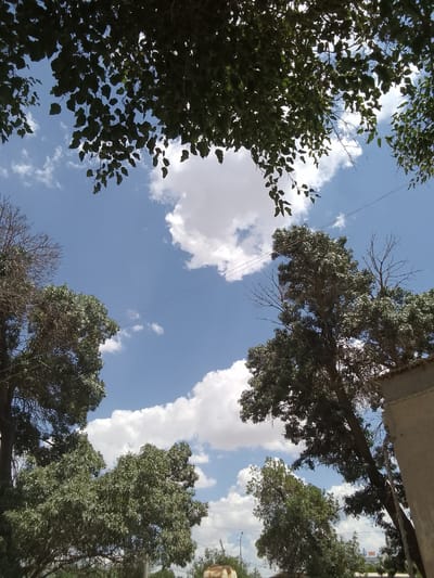 The image depicts a view looking upwards towards a blue sky dotted with white, fluffy clouds. Several trees with dense green foliage are visible, some with bare branches. The tops of the trees frame the sky in the foreground. A section of a light-colored building is present on the right side of the frame. Power lines are strung across the sky. The scene appears to be an outdoor urban environment, possibly in Muborak, Uzbekistan, given the context.