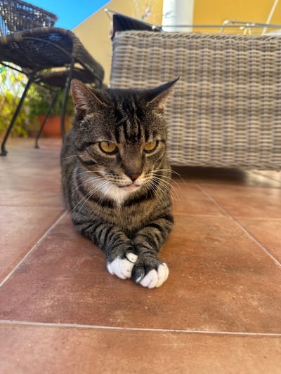 A brown tabby cat with white paws and a white chest is lying on a terracotta-tiled floor. The cat is looking up at the camera with its amber eyes. A wicker chair is partially visible behind the cat. The background suggests an outdoor patio or porch in Los Palacios, Spain, given the typical terracotta tile and possible sunlight.