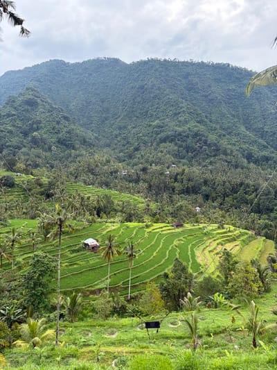 This image displays a verdant, mountainous agricultural landscape in Sekumpul, Indonesia, under an overcast sky. The background is dominated by a series of steep, heavily forested mountains covered in dense green foliage. Descending from these mountains into the midground are extensive, intricately patterned rice terraces (sawah), characterized by their bright green, curvilinear paddies. Numerous tall palm trees are interspersed throughout the terraced fields and the surrounding natural vegetation. Several small, simple structures are visible within the scene: a prominent hut with a light-colored roof and dark walls is situated within the rice terraces on the mid-left, and another smaller hut with a dark roof appears further right within the terraces. Other distant, modest dwellings are scattered amidst the forested slopes. In the immediate foreground, a patch of green grass and smaller plants is visible, and slightly right of center, a black, rectangular object resembling a suspended swing or bench is present, supported by multiple taut ropes or wires extending upwards and outwards. Additional thin lines, possibly power or communication cables, traverse the midground horizontally. No people are visible within the frame.