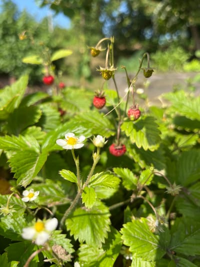 The image shows a close-up of wild strawberries growing in a garden. Several red strawberries are visible, some on the vine and some detached. There are also white flowers with yellow centers, and green leaves. The background is blurred, showing green foliage and a hint of blue sky, suggesting an outdoor setting. The scene is located in a garden, likely in a rural or suburban area, and could be anywhere with suitable growing conditions for wild strawberries.