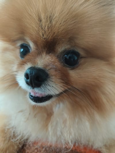 The image is a close-up portrait of a Pomeranian dog. The dog has light brown fur, dark, round eyes, and a black nose. Its mouth is slightly open, revealing a pink tongue and teeth. The background is blurred, but appears to be indoors. There is no indication of the location being Trudovoye, Russia, or any other city.