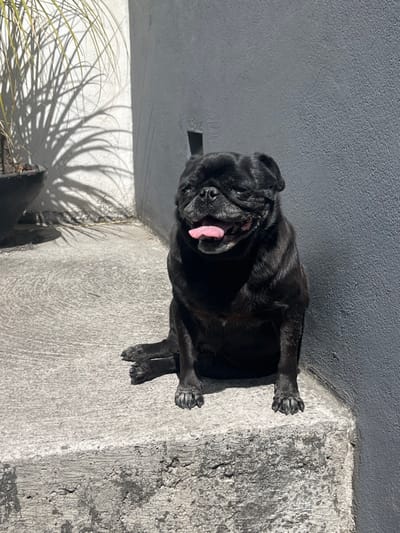 A black pug rests between a weathered concrete wall and a light gray wall, its body angled toward the viewer. The pug's mouth is open, revealing a pink tongue. Below, plant shadows create intricate patterns on the gray surface. The dog appears relaxed, basking in sunlight. The composition is a mix of textures, from the rough concrete to the smooth fur and delicate shadows.
