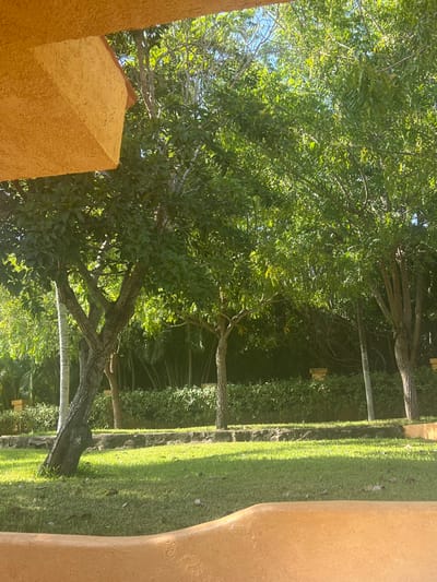 The image depicts a lush, green landscape featuring trees, grass, and foliage. Sunlight streams through the trees, creating dappled shadows on the ground. Two beige walls are on the right and left sides. There is a dark hedge in the background.
