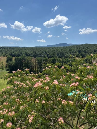 The image depicts a sunny outdoor scene with a vibrant display of nature. In the foreground, a tree with delicate pink flowers and lush green, fern-like leaves dominates the view. The blossoms are fluffy and numerous, creating a soft, colorful texture. Behind the flowering tree, a dense, dark green forest stretches across rolling hills, forming a backdrop of natural beauty. The sky above is a clear, bright blue, punctuated by fluffy white clouds, suggesting a pleasant day. In the distance, layers of mountains fade into the horizon, their outlines softened by the atmospheric perspective. To the right, a glimpse of a bright blue swimming pool is visible through the foliage, hinting at a recreational area. The scene is devoid of people or any specific architectural structures that would pinpoint a precise location within the city of Termal, Turkey, beyond the general impression of a natural, possibly resort-like environment.