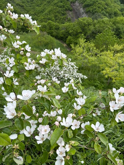 The image depicts a scene in Tsodoreti, Georgia, with a focus on flowering plants in the foreground. The predominant plants feature white blossoms and green leaves. To the left and behind, there's a dense area of green foliage, possibly a forest or thick vegetation, including a separate shrub with small white flowers. A path or trail is visible among the trees. The camera's perspective suggests a high vantage point, looking down upon the scene.