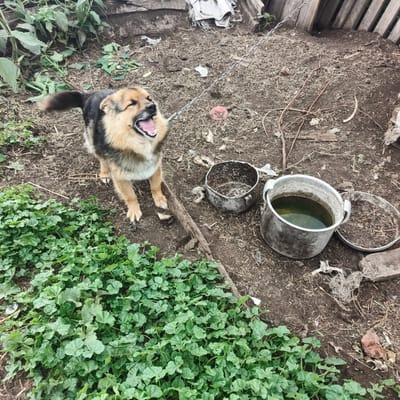A medium-sized dog with brown and black fur is standing in a dirt yard, barking with its mouth open. The dog is tethered by a metal chain. In the background, there is a wooden fence and some green plants. To the right of the dog, there are two metal pots, one containing green liquid. The ground is covered with dirt, dry leaves, and some scattered debris. The scene appears to be outdoors, possibly in a rural setting in Podlubovo, Russia. The dog's posture and open mouth suggest it is actively vocalizing, perhaps out of excitement, warning, or distress. The lighting indicates it is daytime, and the overall environment appears somewhat neglected.
