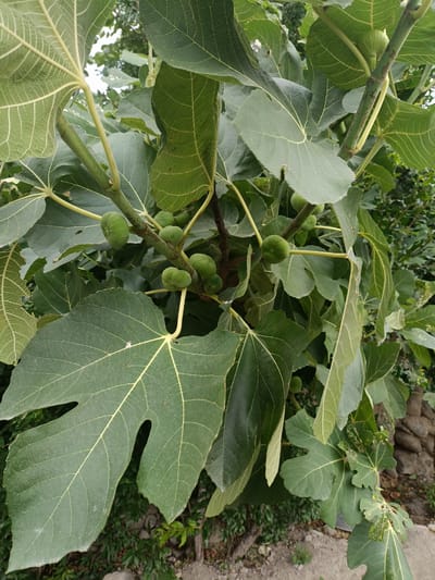 The image shows a close-up view of a fig tree with several young green figs and large, lobed green leaves. The figs are clustered on the branches, and some are clearly visible. The leaves are broad and have prominent veins. The background is a blur of green foliage and what appears to be a stone wall or embankment. The scene suggests an outdoor setting, likely a garden or natural area in Tash-Dobo, Kyrgyzstan, given the context provided, though the specific location is not visually verifiable within the image itself. There are no people or visible actions taking place.