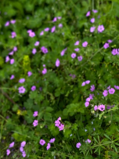 The image shows a dense patch of small, purple flowers growing among green foliage. The scene appears to be outdoors, with natural lighting. Based on the prompt, the location is Gornje Leskovice, Serbia, though there are no specific elements in the image to independently verify this. There is no visible presence of people, buildings, or other man-made structures. The focus is on the cluster of wildflowers and plants.