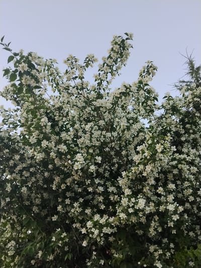 An outdoor, low-angle, medium shot shows a dense bush of jasmine in full bloom, with numerous small, white flowers and dark green leaves. The sky above is a pale, overcast blue. To the far right, a small portion of a conifer tree is visible. The image does not depict any people, actions, or interactions. The setting is likely a garden or park within the city of Mikhailovka, Russia, given the provided location context, though this cannot be confirmed solely from the visual information. The overall lighting suggests an overcast day.