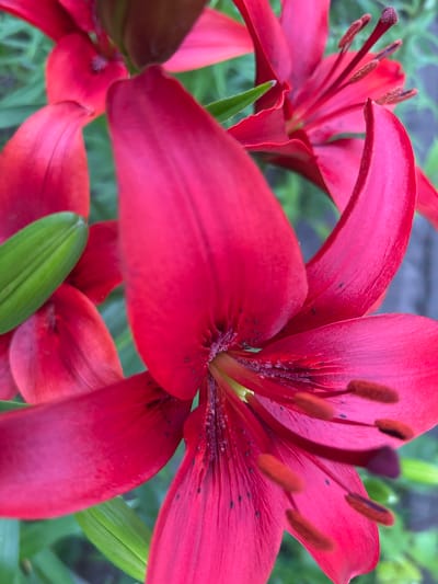 A close-up, eye-level, natural light photograph captures the vibrant red petals of several lilies. The lilies are in focus, with their delicate texture and dark speckles visible. The stamens, tipped with brown pollen, are also clearly defined. Green leaves are interspersed among the blossoms, providing a contrasting backdrop. The background is softly blurred, suggesting an outdoor garden setting. The image does not provide any specific details about a location in Mārupe, Latvia. There are no people, actions, or interactions depicted.