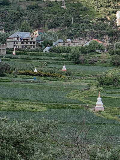 The image depicts a hillside landscape in Kardang, India, featuring agricultural fields, buildings, and Buddhist stupas. The foreground is dominated by lush green fields, possibly of vegetables, with some dry branches and foliage visible. In the midground, the terraced fields continue, interspersed with yellow flowering bushes and two prominent white and red stupas. A solitary figure in a blue garment is visible working in one of the fields. Further up the hillside, several multi-story buildings with grey roofs are nestled amongst trees. The background shows a densely wooded hillside with more buildings. The overall impression is of a rural, mountainous environment with a strong religious presence.