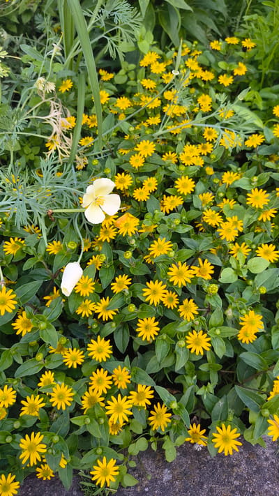 The image shows a dense bed of small yellow flowers with green foliage. Two white flowers, one open and one closed bud, are visible towards the upper left of the frame. The ground beneath the flowers is partially visible and appears to be a rough, grey surface, possibly a pathway or curb. The lighting suggests an outdoor scene, likely during daytime. No people or animals are present. The image does not contain any identifiable landmarks or information that would allow for the specific location in the city of Rain, Germany to be determined.