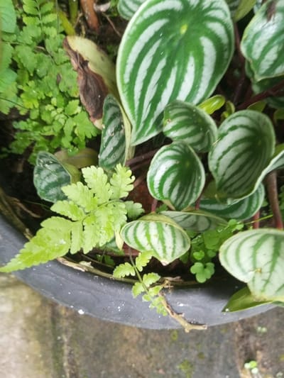 The scene depicts a close-up, top-down view of various plants growing within a dark gray or black planter pot, located in Pandaria, India. The dominant species is a Peperomia argyreia, commonly known as Watermelon Peperomia, characterized by numerous round to oval leaves displaying prominent alternating light and dark green stripes. These plants occupy the upper and right portions of the frame. Interspersed among the peperomia and densely covering the left and lower-left areas are smaller, delicate light green fern-like plants with finely divided fronds. The plants are rooted in dark soil, some of which appears moist. A section of the pot's textured rim is visible in the lower half of the image, and a muted, light-colored concrete or paved surface is partially visible directly beneath the pot. No human subjects or animals are present.