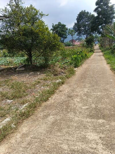 This image depicts a sunlit, narrow concrete path extending into the distance through a lush, rural landscape in Kainantu, Papua New Guinea. The path itself is textured with horizontal grooves, indicating its concrete construction.

On the left side of the path, a prominent, dense green tree stands tall, its foliage vibrant under the daylight. Beyond this tree, a cultivated field is visible, filled with rows of leafy green crops, possibly cabbages or similar vegetables. The ground immediately adjacent to the path on this side consists of patchy grass, dry earth, and some discarded materials, including what appears to be a concrete slab, near the base of the large tree.

The right side of the path is bordered by an abundance of natural vegetation, including wild grasses, bushes, and smaller trees. Some scattered yellow wildflowers add a touch of color to the greenery. Further along the path, in the mid-ground, several houses with distinct red roofs are nestled among the trees, suggesting a small community or village. A solitary human figure can be seen walking away from the viewer, far down the path, providing a sense of scale.

The background reveals undulating hills or mountains under a bright, partly cloudy sky. The scene is illuminated by strong daylight, likely late morning or early afternoon, contributing to the clear visibility and vibrant colors. The overall atmosphere is one of tranquility and rural life. There is no visible text in the image.