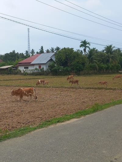 In Kutabaro, Indonesia, under a cloudy sky, a rural scene unfolds featuring several cows grazing and walking in a cultivated field. In the background, a white building with a red-tiled roof and a silver-colored section stands amidst lush green trees and palm trees. A tall cell tower is visible in the distance, along with power lines stretching across the sky. A paved road runs along the foreground, bordering the field. The field itself appears to be recently tilled, with brown soil dominating the landscape.