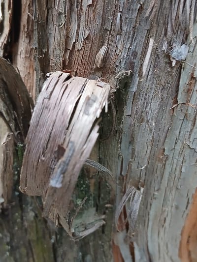 The image is a close-up, macro shot of tree bark. The bark is rough, weathered, and appears to be peeling away in strips in some areas. The colors are predominantly earthy browns and grays, with some hints of green moss in the background. The texture is highly detailed, showing the natural grain and fissures of the wood. There are no people, actions, or interactions depicted. The scene is an outdoor, natural environment, likely a tree in Kholosne, Ukraine.