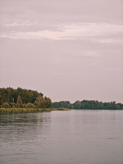 A wide, calm river flows through a natural landscape under a soft, overcast sky. The water surface is smooth with subtle ripples, reflecting the muted light. On the left bank, a dense line of lush green trees forms a thick border, with some lighter foliage and undergrowth closer to the water's edge. A few taller, more slender trees stand out within the mass. On the right bank, the tree line continues, appearing more distant and varied in height and density. The sky above is a pale, dusky pink, suggesting either dawn or dusk. There are no visible people or objects in the scene, and no text is present. The overall impression is one of peaceful, natural serenity. The location context provided is Maloe Nakhval'skoe, Russia.