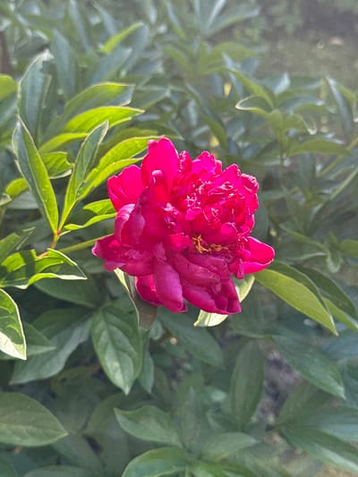 A close-up, natural light photograph captures a vibrant magenta peony bloom at its peak. The flower is full and layered with many delicate petals, showcasing a rich, almost velvety texture. Yellow stamens are visible in the center of the bloom, adding a subtle contrast to the intense pink. The peony is surrounded by lush, dark green foliage, with some leaves catching the sunlight and appearing a brighter, almost iridescent green.
The scene appears to be outdoors, likely in a garden or natural setting. The dappled sunlight suggests it is either morning or late afternoon. The background is softly blurred, with the green leaves creating a gentle, organic frame for the flower. The overall mood is serene and emphasizes the beauty of nature. There is no visible text in the image. The location context is Кузнецово, Russia.
