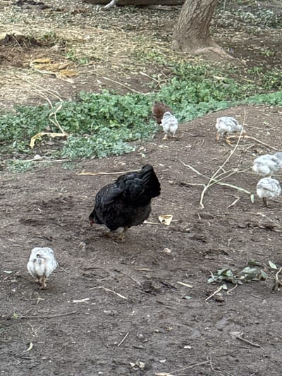 A black chicken pecks at the ground surrounded by five young, white-speckled chickens. The ground is a mix of bare earth, small plants, and dry vegetation. A tree trunk appears at the left edge of the scene. This is most likely a backyard or rural area. The location in Isla de Maipo, Chile, is specified but not identifiable from the visual data provided.