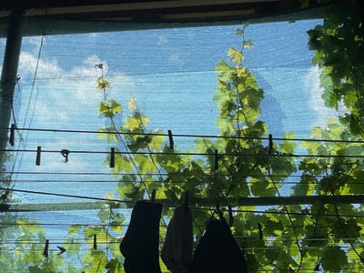 A close-up, low-angle shot captures a clothesline strung with several items of clothing, attached with clothespins, against a background of green foliage and a blue sky. The scene appears to be outdoors, possibly in a yard or garden, with a green mesh netting stretched across the frame, dappling the light. Three dark-colored garments and one lighter-colored garment hang from the line. Several clothespins, both black and red, are visible, holding the clothing in place. The foliage suggests the presence of trees or vines, casting shadows on the netting. The sky is visible through the netting and leaves, indicating it is daytime. The location is specified as Apsheronsk, Russia.