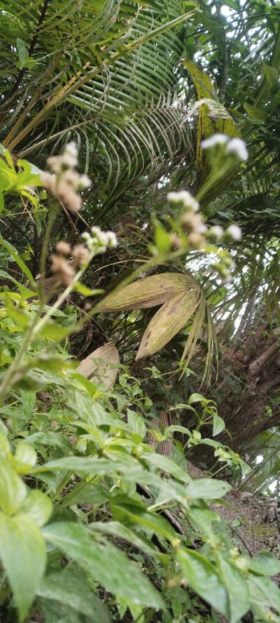 The image is a low-angle, close-up shot of lush green foliage, with a focus on a cluster of small white flowers in the foreground. The plants appear to be in a natural, overgrown setting. In the background, palm fronds are visible, along with the trunk of a tree and more dense vegetation. The lighting suggests it is daytime, with some dappled sunlight filtering through the leaves. The environment is verdant and suggests a humid, possibly tropical climate. The image was taken in Blangjruen, Indonesia. There are no people, animals, or specific objects of interest other than the plants themselves.