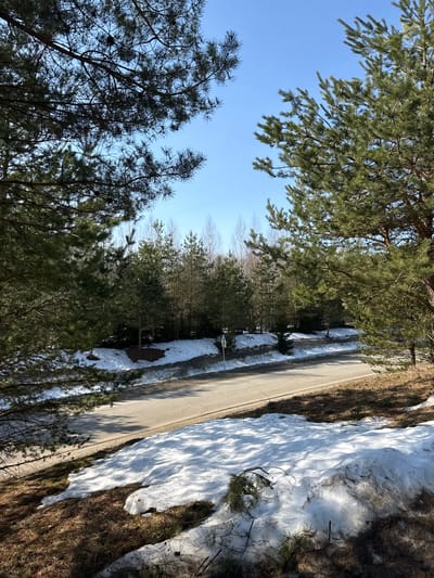 The scene depicts a paved road traversing a forested landscape in Voksherino, Russia, under a clear blue sky. Two large pine trees frame the foreground, one on the left and one on the right. The asphalt road, dark grey in color, gently curves to the left and recedes into the middle ground. Patches of melting, uneven snow cover the ground along the embankments bordering the road, interspersed with exposed brownish earth and sparse dry vegetation. Scattered pine needles and twigs are visible on the ground and within the snow. Beyond the road, a dense treeline consists of both green coniferous trees and bare deciduous trees. A small, white rectangular sign with a dark border is present on the left embankment adjacent to the road, partially obscured by snow and foliage. No individuals, animals, vehicles, or interactions are observed. Strong sunlight casts distinct tree shadows across the snow and the road surface.