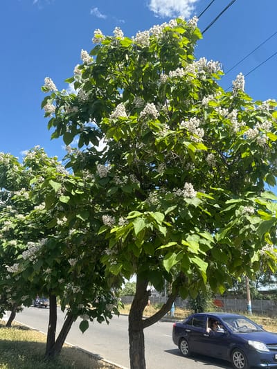 In Yeysk, Russia, on a sunny day, a lush green tree with white flowers stands prominently by the roadside. Its branches spread wide, laden with large, heart-shaped leaves and clusters of delicate white blossoms. The tree is positioned on the left side of a paved road, where a dark blue sedan is driving by. The car has its windows down, and a person can be seen inside, looking towards the left. The road surface is gray asphalt, with a grassy verge and a concrete curb to the left of the trees. In the background, there are telephone poles, power lines, and a fence. The sky above is a clear, vibrant blue, with a few wispy white clouds. The overall scene depicts a bright, summery day in a town setting, with nature and urban elements coexisting.