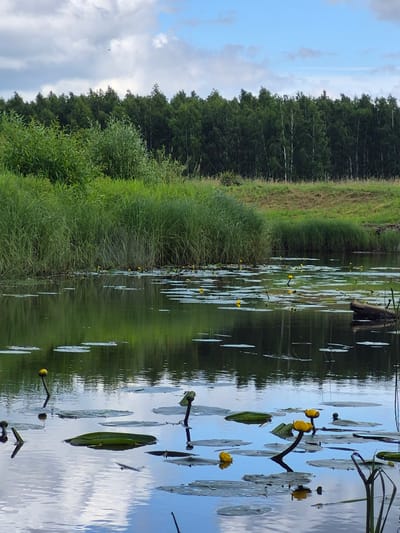 This is a landscape photograph taken at a body of water in Tsirgumäe, Estonia. The water is covered with lily pads and dotted with several yellow water lily flowers, some in bloom and some as buds. The water reflects the sky, which is partly cloudy with patches of blue visible. The shoreline is lined with tall green reeds and grasses, behind which a dense forest of trees stands. A fallen log is partially submerged in the water on the right side of the image.