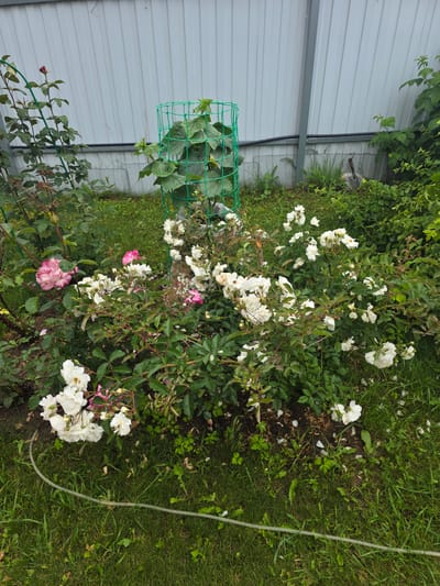 This is a medium-shot, eye-level, outdoor, daylight photograph of a garden area in the city of Проводник, Russia. In the foreground, a lawn with green grass is visible, with a clear plastic hose running across it from the left side towards the bottom center. Behind the lawn, a rose bush with numerous white and some pink flowers is in bloom. The rose bush has green leaves and thorny branches. To the left of the rose bush, a rose plant with a single red bud is growing upwards, supported by a green metal trellis. Further back, a cylindrical green mesh cage encloses a growing plant, likely a cucumber vine, with large green leaves. Behind the plants is a light gray corrugated metal fence. The overall scene depicts a well-tended garden in what appears to be a residential area. There are no people or animals visible in the image.