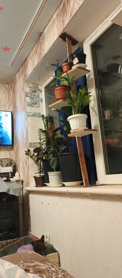 The image captures an indoor scene, likely a living room in Beregovoe, Ukraine, featuring a makeshift shelf system for houseplants situated on a windowsill. The shelf consists of wooden planks supported by vertical wooden beams, adorned with several potted plants of varying sizes and species. Some plants are in brown terracotta pots, while others are in white or black plastic containers.
On the windowsill below the shelves, more potted plants are arranged. These include plants in brown, white, and black pots, one with a distinctive patterned leaf. To the left of the windowsill, a black speaker is visible, partially covered by a grey cloth. A television screen displaying a person in a blue jacket is also visible on the far left.
The wall behind the windowsill is decorated with patterned wallpaper featuring wavy lines and scattered circular shapes. Adjacent to the window, a blue curtain is partially visible. The window itself appears to be a double-glazed unit with a white frame.
In the foreground, a dog with dark fur is resting on a bed covered with patterned blankets. The dog's head is visible, and it appears to be asleep. The overall impression is one of a lived-in domestic space, with a focus on houseplants and the presence of a pet.